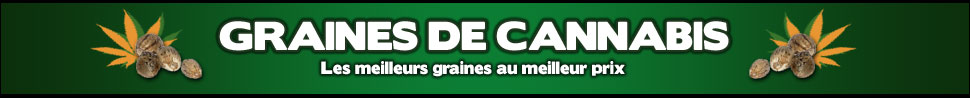 Graine Cannabis